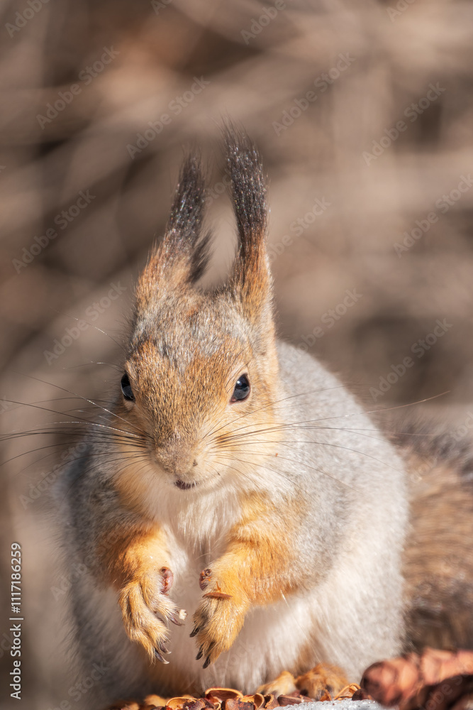 Fototapeta premium The squirrel in winter sits on white snow.