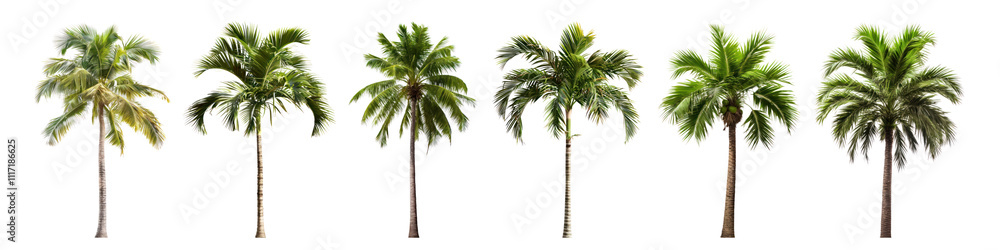 Fototapeta premium PNG Palm tree set on transparent background