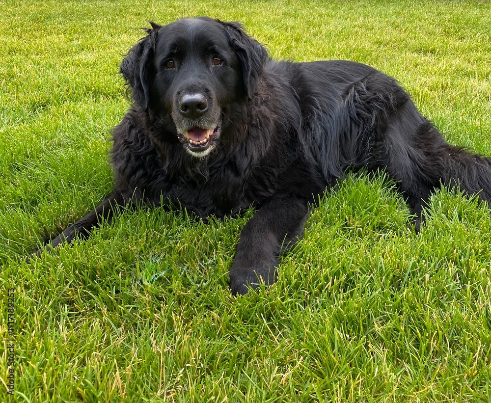 Black lab golden retriever dog laying in green grass Black lab golden retriever dog laying in green grass