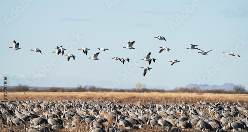 Snow Geese in flight, migrating to Arizona