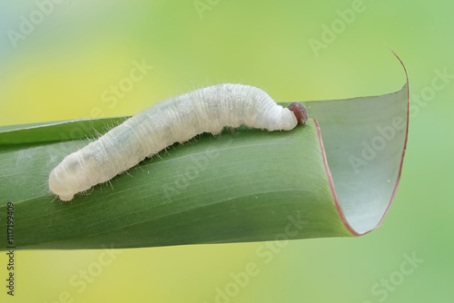 A banana skipper caterpillar is eating a banana leaf. This insect has the scientific name Erionota thrax.
 photo