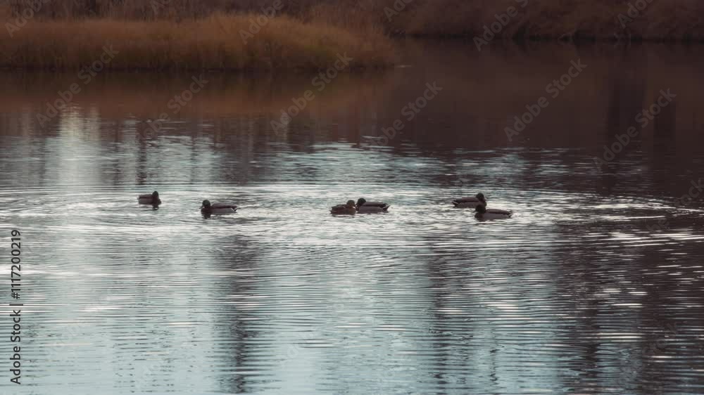 Mallard ducks swimming in a natural pond in the fall Mallard ducks swimming in a natural pond in the fall