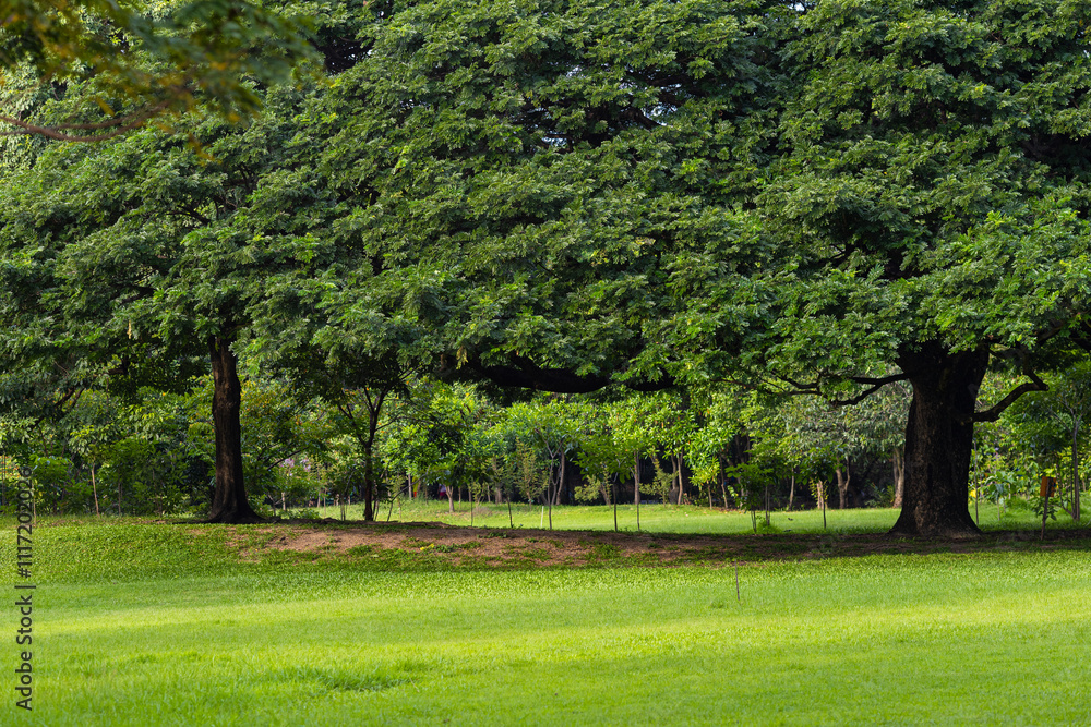 Fototapeta premium Green meadow grass in city public tree park green scene