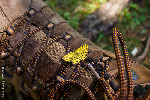 Принти на полотні Yellow and black brimstone moth on a brown hiking boot with orange and black laces in the Bavarian Alps of Germany