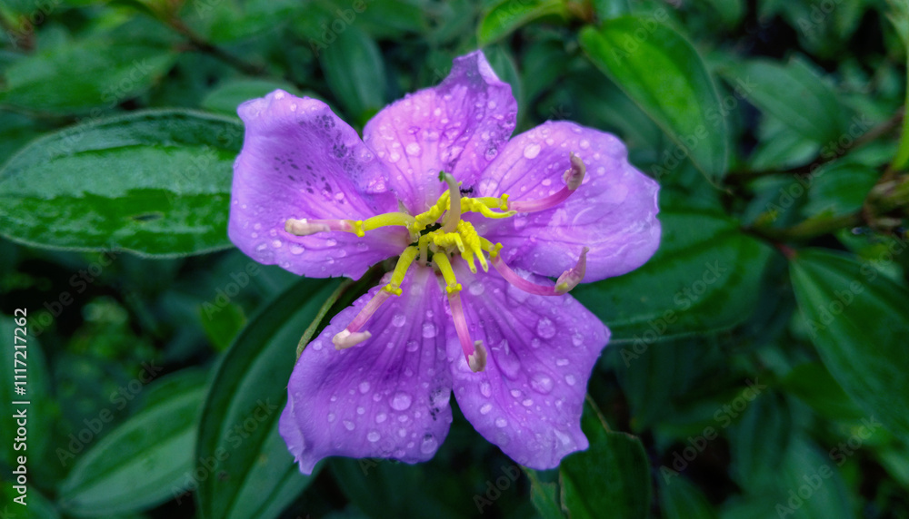 A Close-up of Melastoma Malabathricum Flower Fully Blooming in Violet near the Mangrove. Its properties are energy maintainance, immunity increase, as sedative, liver and kidney nourishment A Close-up of Melastoma Malabathricum Flower Fully Blooming in Violet near the Mangrove. Its properties are energy maintainance, immunity increase, as sedative, liver and kidney nourishment