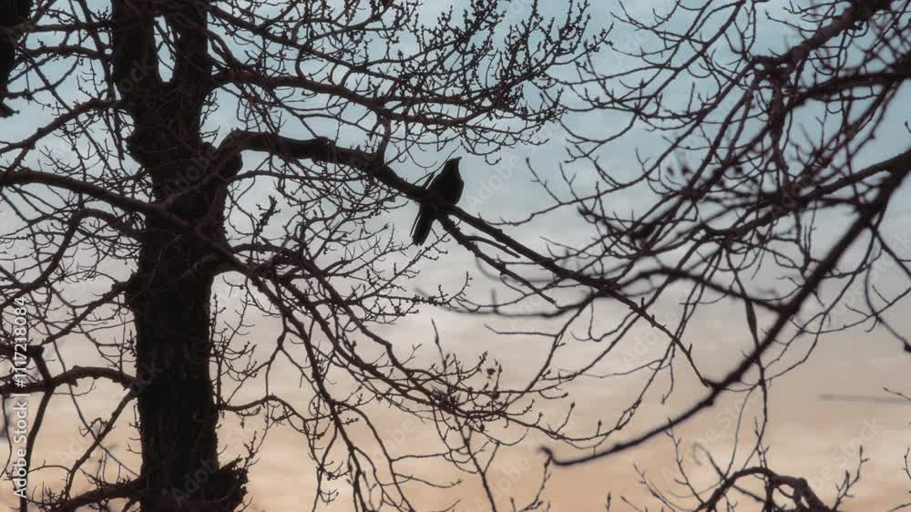A raven silhouette sitting on a leafless tree branch at sunset A raven silhouette sitting on a leafless tree branch at sunset
