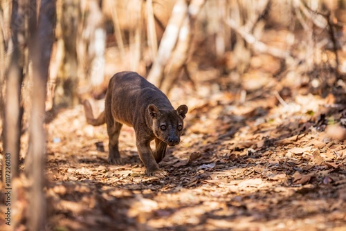 Fossa in Natural Habitat Among Dry Leaves and Trees, Kirindy Mitea National Park, Madagascar photo