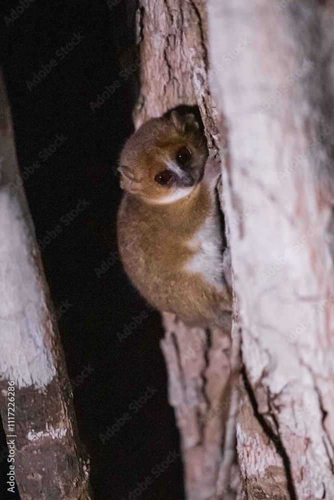 Obraz premium Goodman’s Mouse Lemur in Kirindy Forest at Night, Madagascar