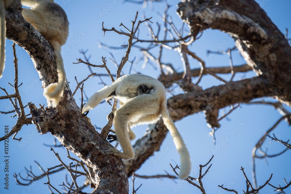 Verreaux’s Sifaka Resting on Tree Branch Under a Blue Sky in Kirindy Forest, Madagascar Verreaux’s Sifaka Resting on Tree Branch Under a Blue Sky in Kirindy Forest, Madagascar