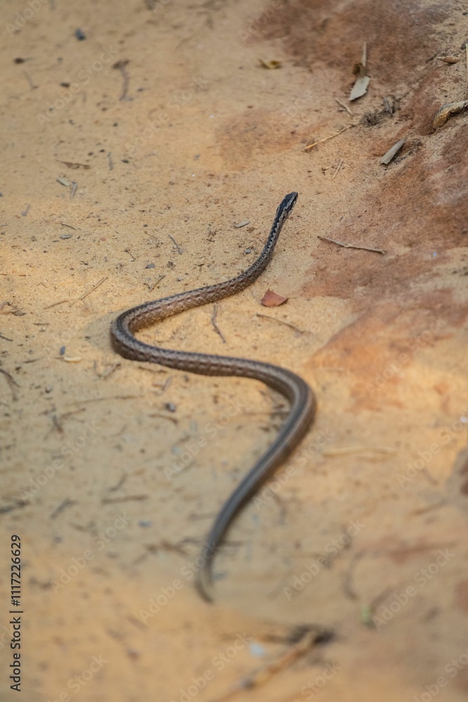 A Slender Brown Snake Slithering Through the Forest A Slender Brown Snake Slithering Through the Forest