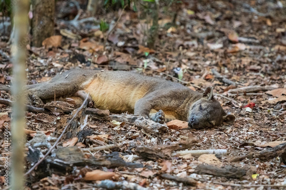 Fossa Resting in Natural Habitat Among Dry Leaves and Trees, Kirindy Mitea National Park, Madagascar Fossa Resting in Natural Habitat Among Dry Leaves and Trees, Kirindy Mitea National Park, Madagascar