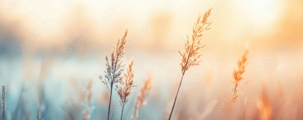 Fog-covered meadow, soft focus, serene ambiance, moisture in air, delicate and quiet landscape Fog-covered meadow, soft focus, serene ambiance, moisture in air, delicate and quiet landscape