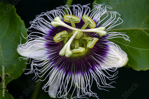 Passionfruit flower in closeup photo