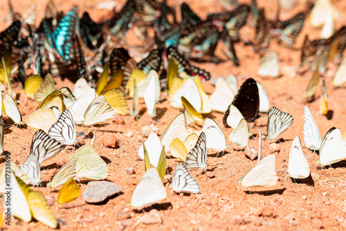 Closeup view. Flock of many species of butterflies sucking minerals from soil. There will be a lot of them at beginning of rainy season every year. And found mostly in forest areas of Thailand. photo