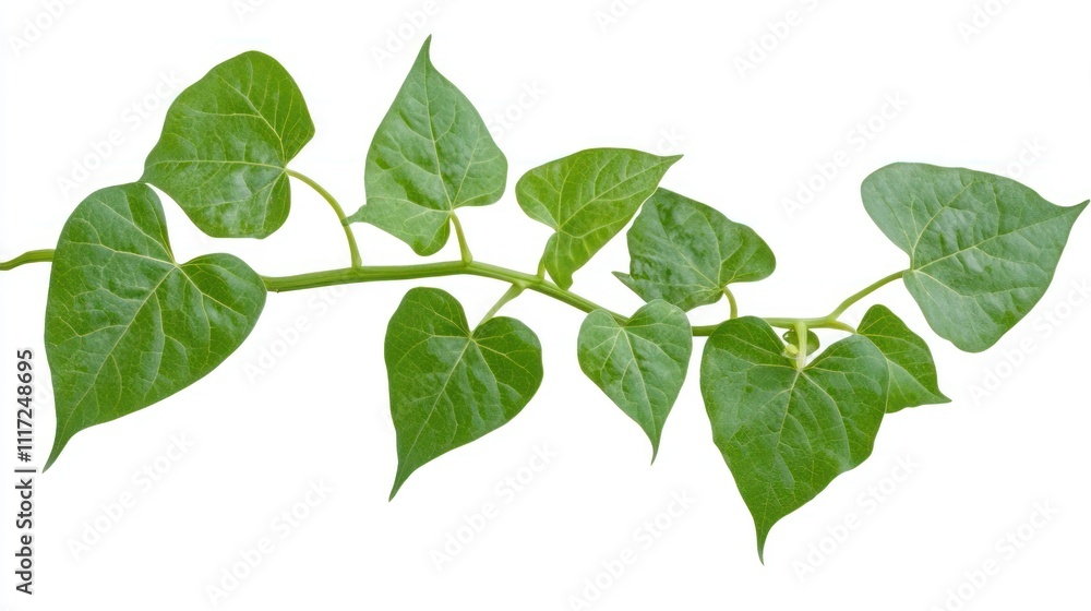 Fototapeta premium green leaves isolated on white background