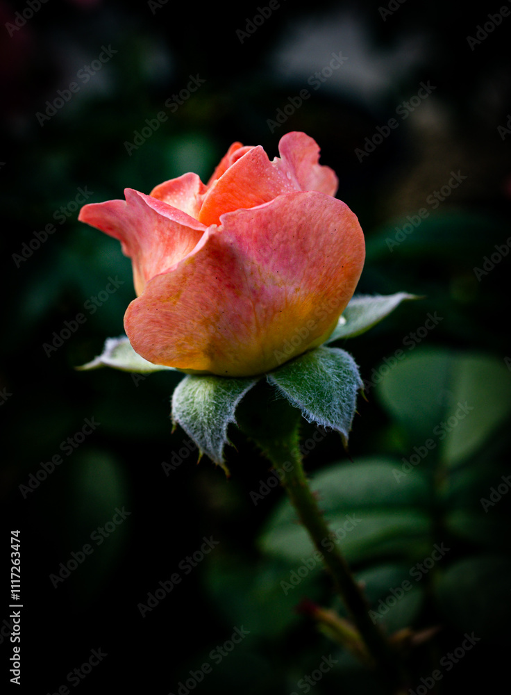 red rose in the garden red rose in the garden