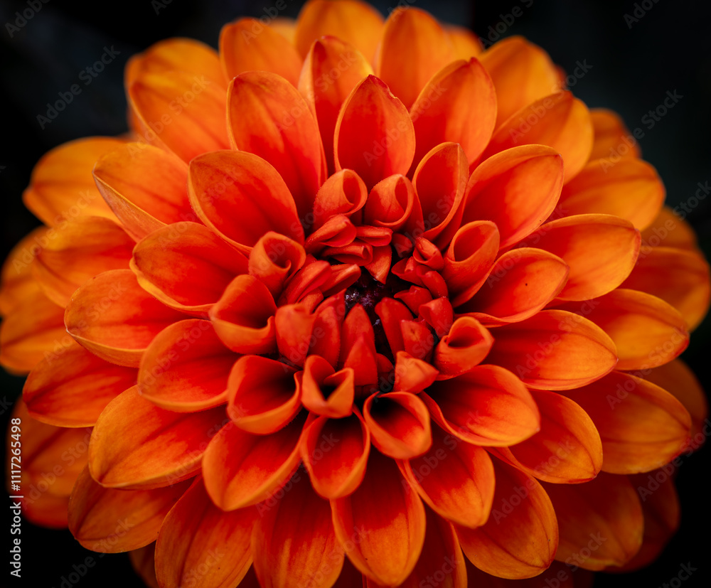 Orange dahlia close up Orange dahlia close up