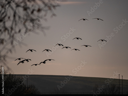 Wildgänse im Flug  photo