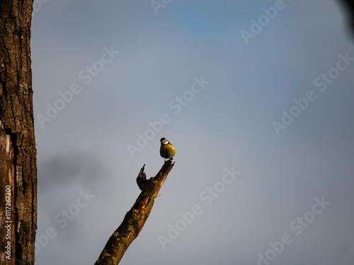 bird on a branch photo