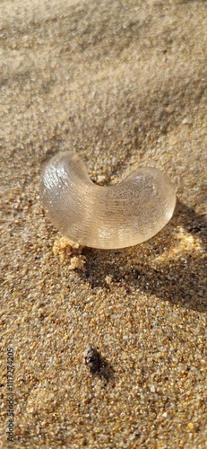 Moon snail egg sac on the beach photo