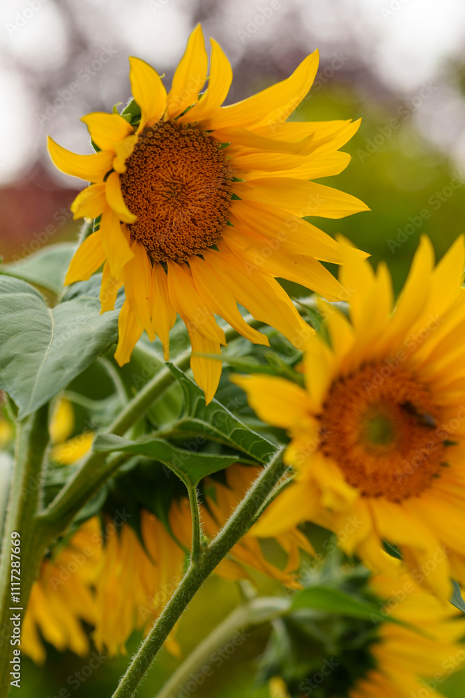 Naklejka premium Sonnenblume, Gewöhnliche Sonnenblume, Helianthus annuus
