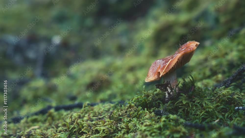 A wild mushroom growing on a mossy ground in a pine forest A wild mushroom growing on a mossy ground in a pine forest