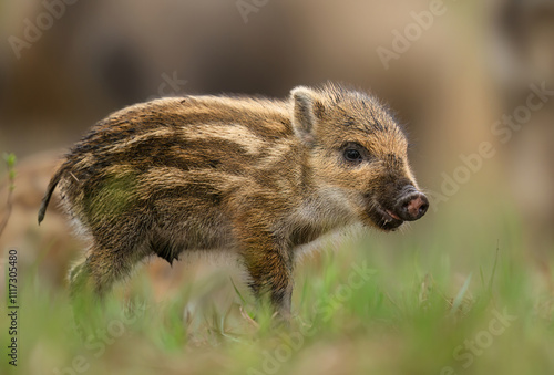 Quadro su tela Wild boar baby close up ( Sus scrofa )