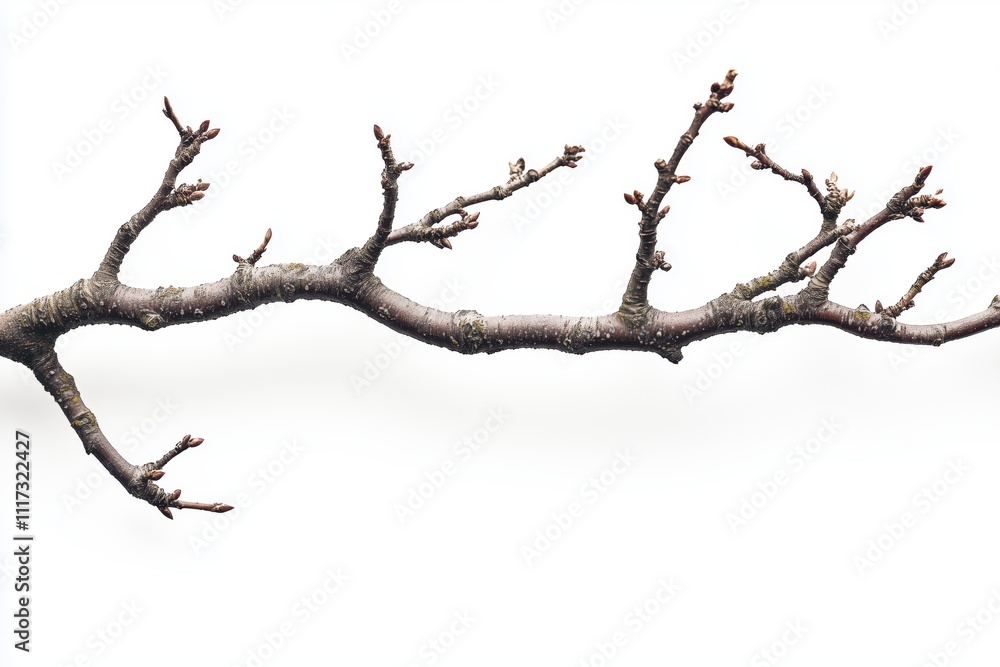 Isolated branch with intricate texture and small buds on white background Isolated branch with intricate texture and small buds on white background