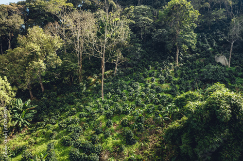 aerial view coffee garden Picture of coffee garden on the mountain and under natural trees