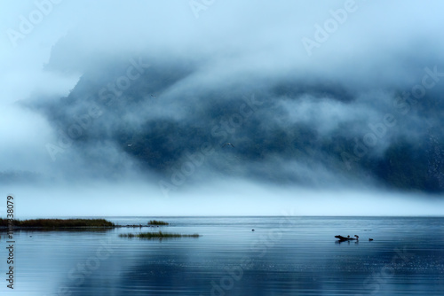 Landscape of flock of bird flying in foggy morning on the lake at New Zealand