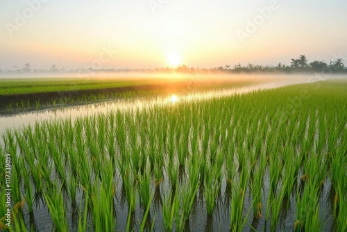 A serene sunrise over lush green rice fields reflecting in calm water.