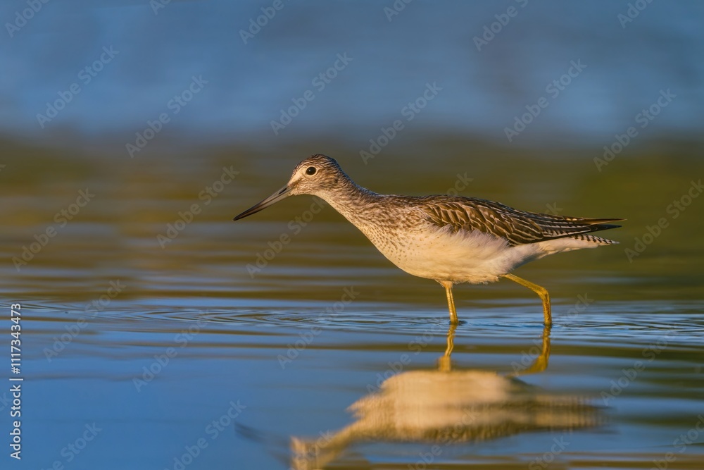 Wall Mural Common Greenshank, Tringa nebularia walking in the water