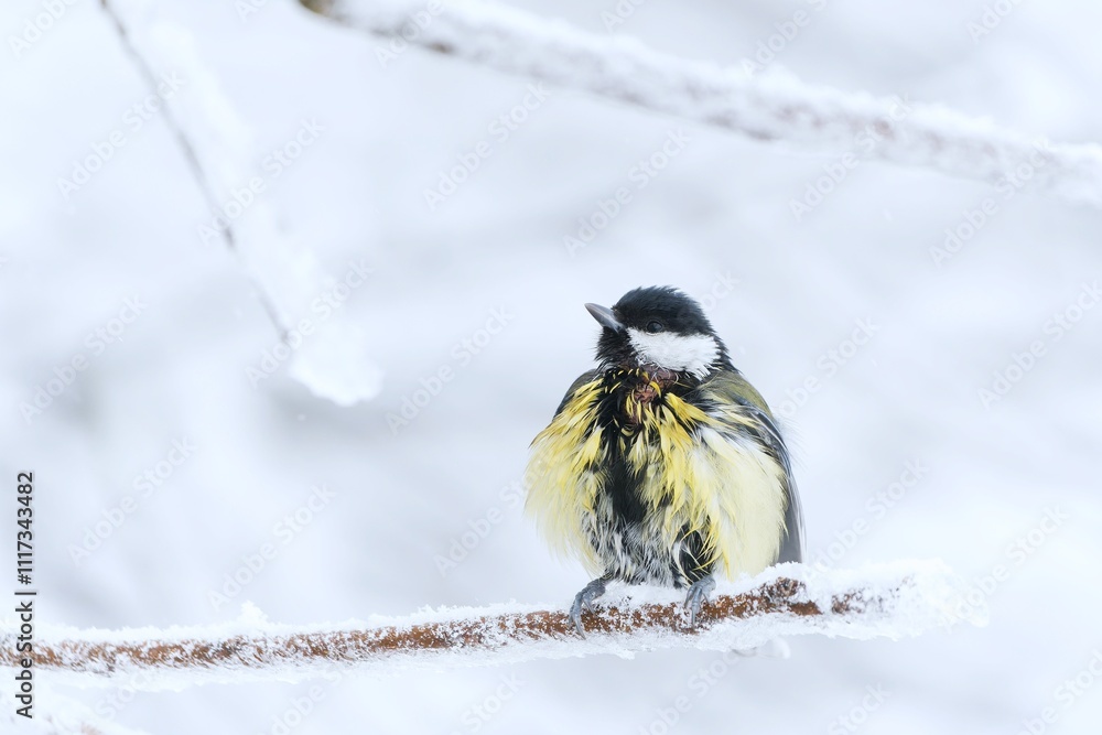Photography A beautiful great tit sits on a twig covered with frost in snowy winter forest