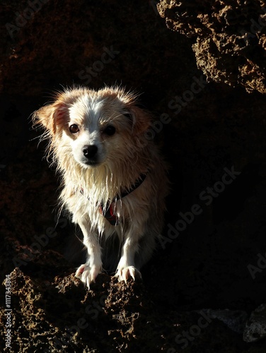 Chewy the Adventurous Dog