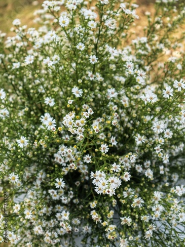 Elegant Baby's Breath Flowers in Full Bloom