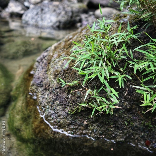 Resilient Green Grass on Rocky Riverbank