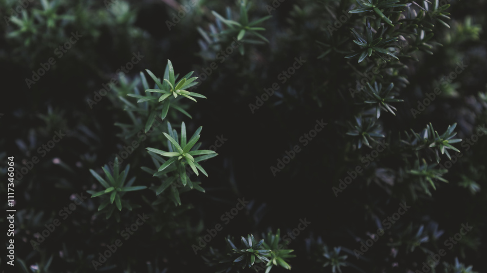 Closeup of green foliage leave in dramatic light. Nature background. Closeup of green foliage leave in dramatic light. Nature background.