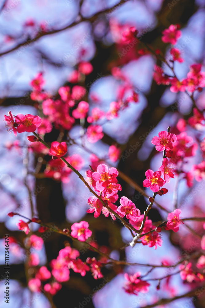 red plum flower
red plum flower