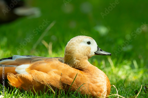 Valokuva ruddy shelduck in the grass