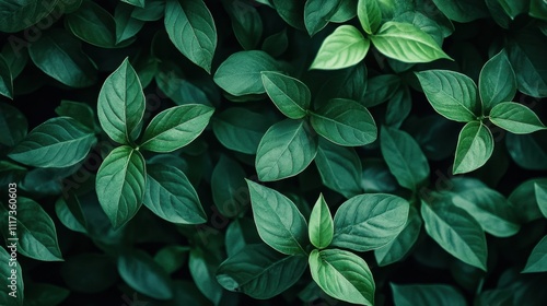 Lush green leaf pattern for nature inspired background or outdoor design photo