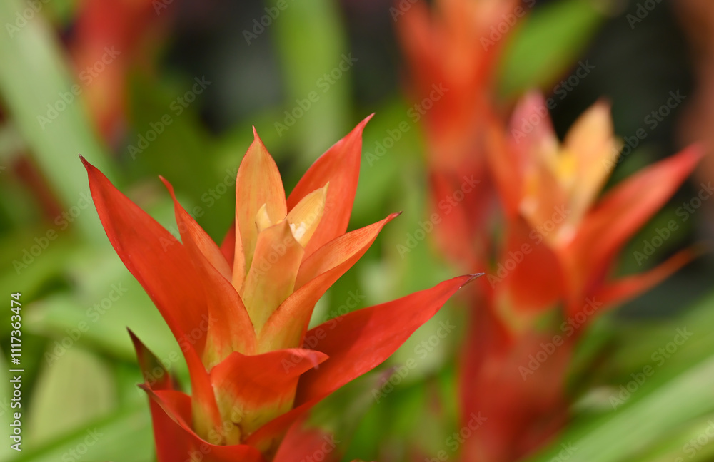 Close-up of a vibrant bromeliad flower with orange and yellow. The flower's bold colors stand out against the lush green background. Close-up of a vibrant bromeliad flower with orange and yellow. The flower's bold colors stand out against the lush green background.