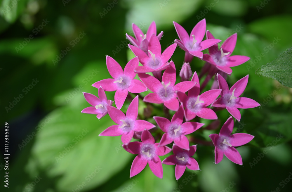 Pentas Lanceolata, is a tropical flowering plant that produces clusters of star-shaped pink blooms. These vibrant flowers attract pollinators, and a popular for gardens in sunny locations. Pentas Lanceolata, is a tropical flowering plant that produces clusters of star-shaped pink blooms. These vibrant flowers attract pollinators, and a popular for gardens in sunny locations.