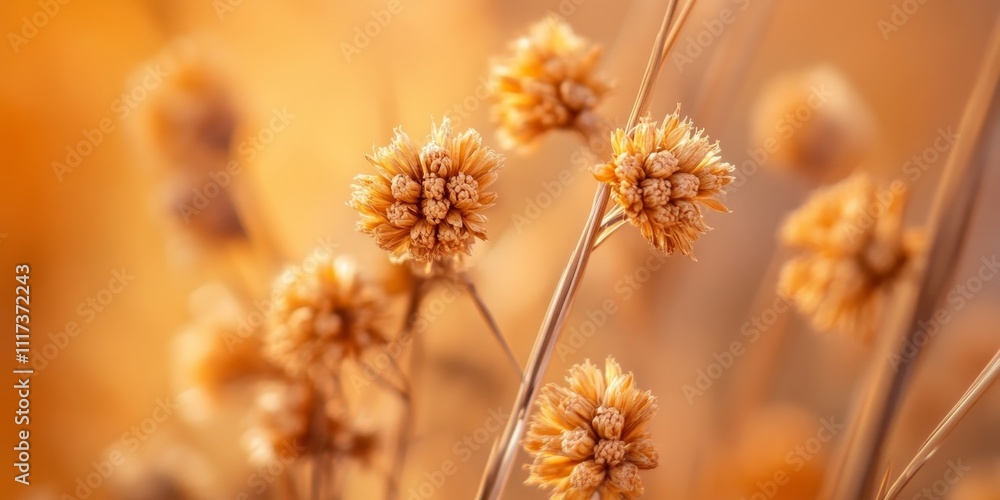 Macro close up of brown hay flowers, showcasing the intricate details of brown hay flowers in natural light, capturing the unique beauty of brown hay flowers in a vibrant setting. Macro close up of brown hay flowers, showcasing the intricate details of brown hay flowers in natural light, capturing the unique beauty of brown hay flowers in a vibrant setting.