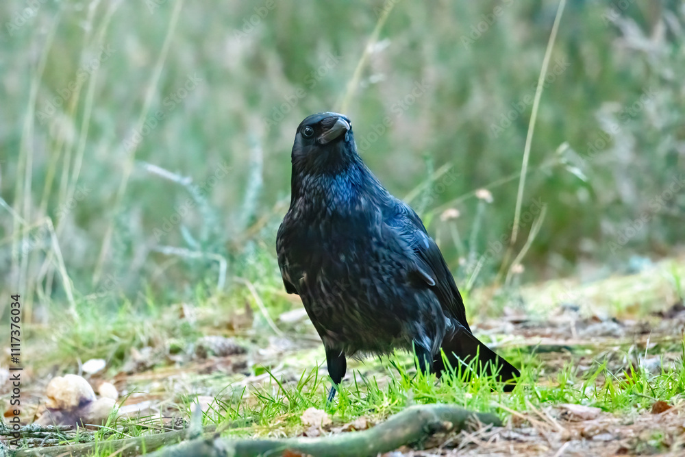 Large carrion crow on the forest floor looking for food Large carrion crow on the forest floor looking for food