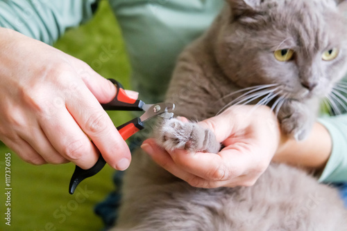 The cat's claws are trimmed. A woman cuts a cat's claws with a claw cutter. photo