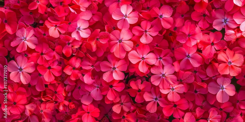 Scarlet Flame blooms of Ping Phlox subulata exhibit vibrant colors, showcasing the beauty of these stunning flowers. The Ping Phlox subulata flowers, known for their brilliance, captivate all who see Scarlet Flame blooms of Ping Phlox subulata exhibit vibrant colors, showcasing the beauty of these stunning flowers. The Ping Phlox subulata flowers, known for their brilliance, captivate all who see