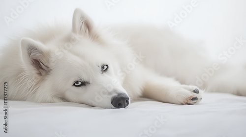 Cute puppy relaxing on soft bedding in cozy indoor setting capturing comfort and playfulness