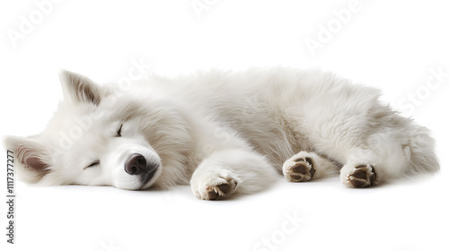 Cute puppy sleeping peacefully at home cozy indoor setting adorable canine companion heartwarming atmosphere