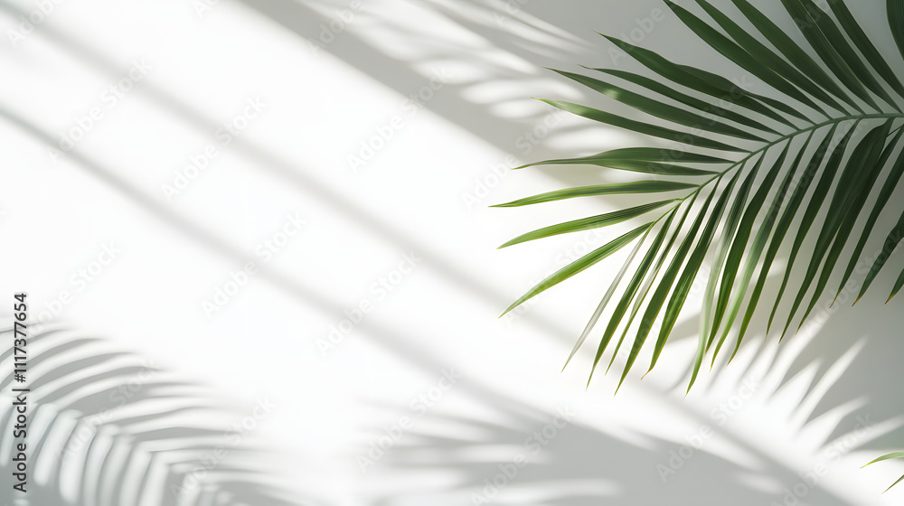 Fototapeta premium white background with a palm leaf shadow. A simple abstract geometric shape in the foreground. Minimalist background for product presentation, mock-up, or design template.