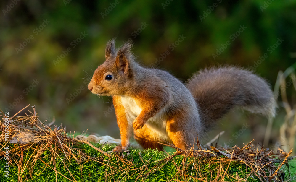 Close up of a curious little scottish red squirrel in the forest Close up of a curious little scottish red squirrel in the forest
